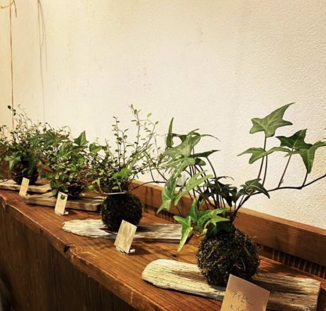 苔玉作りワークショップ
